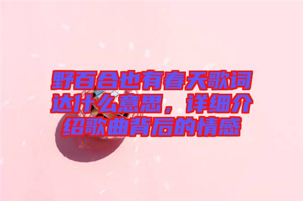 野百合也有春天歌詞達(dá)什么意思，詳細(xì)介紹歌曲背后的情感