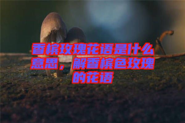 香檳玫瑰花語是什么意思，解香檳色玫瑰的花語